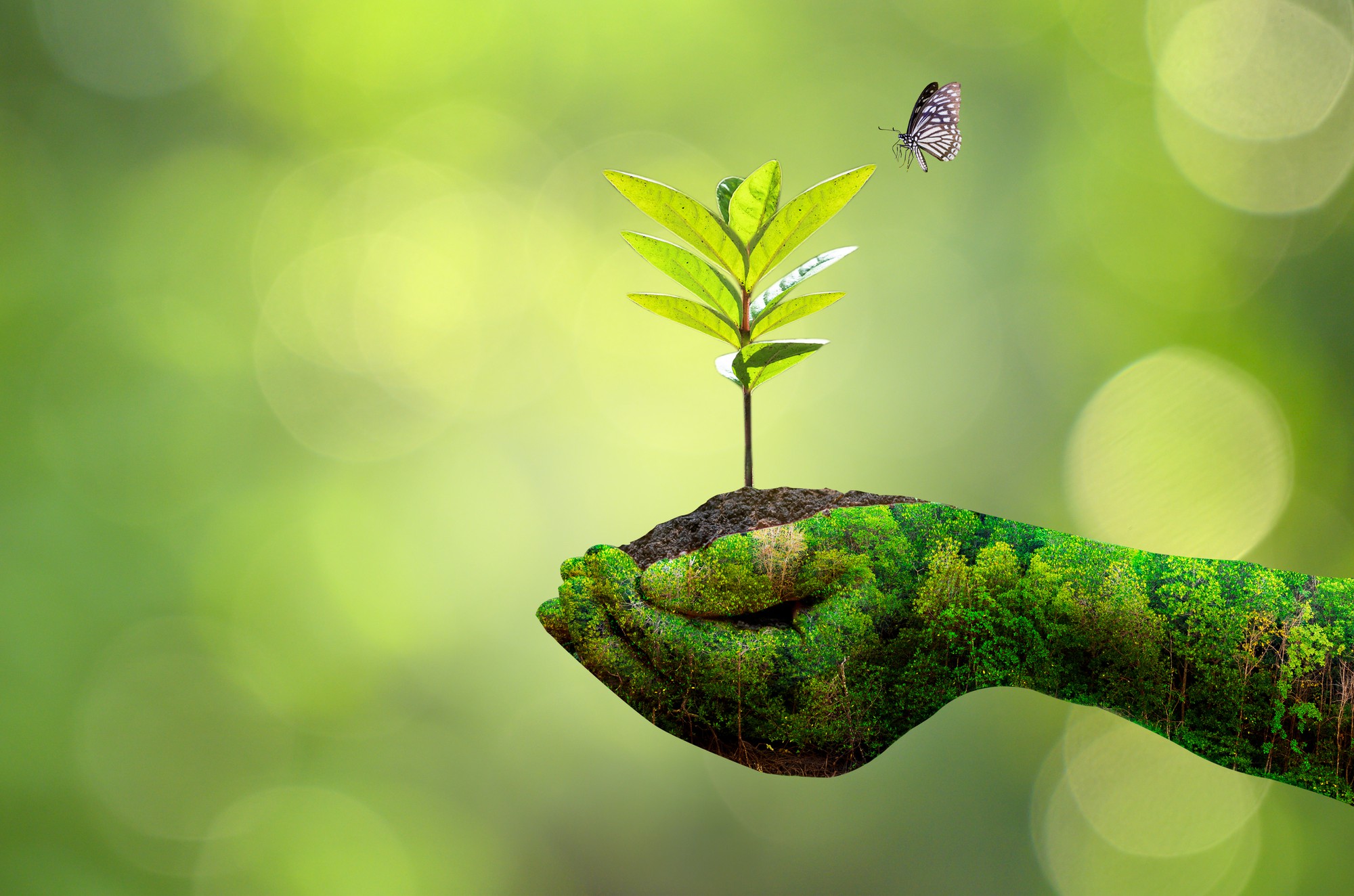 nature-s-hands-holding-plant-soil-with-butterfly-blurred-vegetation-background_34998-420