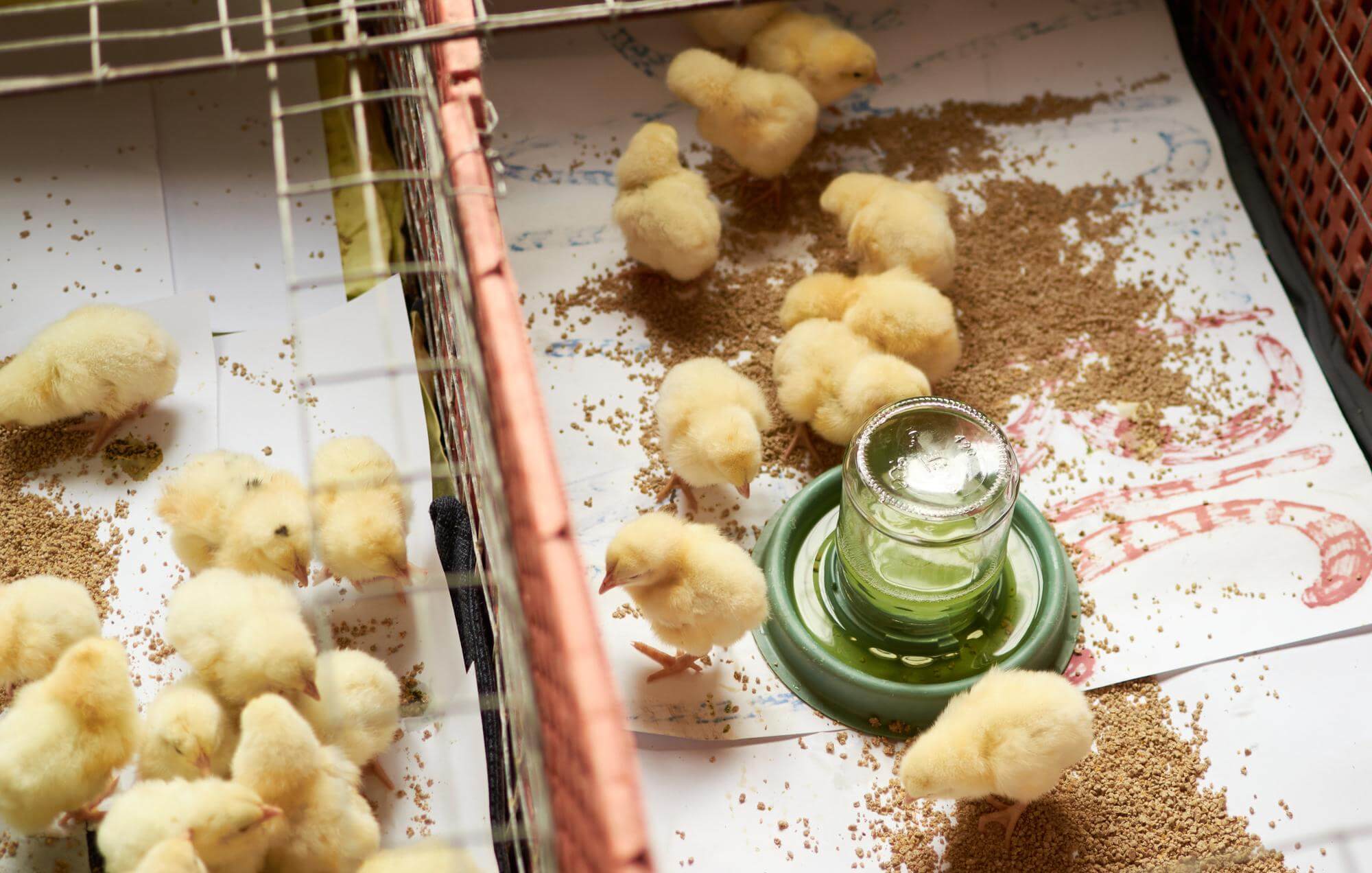 close-up-newborn-small-chicks-family-chicken-farm_1048944-83662391